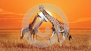 Group of wild giraffes in the African savannah. Wildlife of Africa. Serengeti National Park. Tanzania.