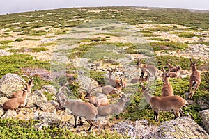 Group of wild goats, ibex pyrenaica, resting on some rocks in a mountain