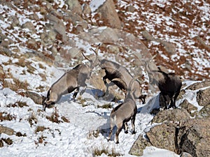 Group of wild goats playing and fighting in the snowy mountains