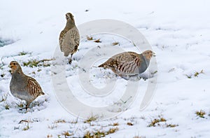 Group of wild grey partridges