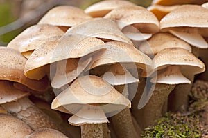 Group of wild honey mushrooms