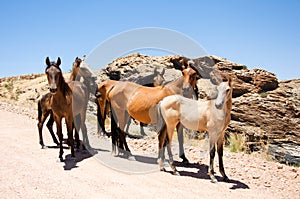 Group of wild horses
