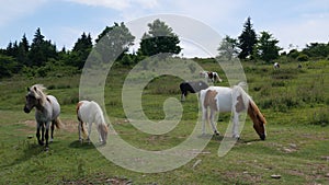 Group of Wild Horses Grazing on the Appalachian Trail, Wide