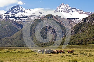 A group of wild horses in the middle of the mountains
