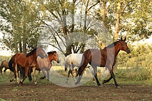 Group of wild horses running across the field