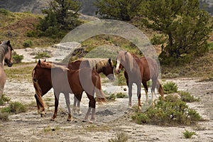 Group of Wild Horses Standing Together in a Canyon
