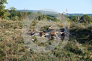 Group of wild hunting dogs sleeping on the grass in the forest on a sunny day under a blue sky