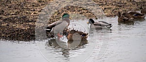 Group of wild male and female mallard ducks swim and bathe in the water of Lake Michigan near Montrose Beach in Chicago