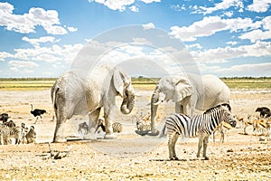 Group of wild mixed animals relaxing in Etosha Park