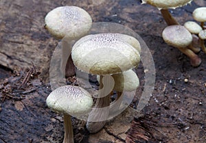 A group of Wild mushrooms growing in a rain forest