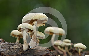 A group of Wild mushrooms growing in a rain forest