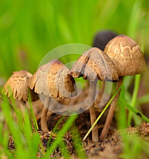 Group of wild mushrooms on the organic soil