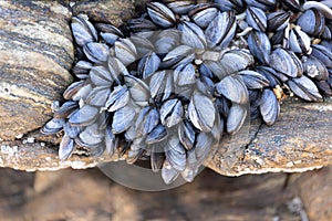 Group of Wild mussels on rock growing naturally on beach rock at low tide