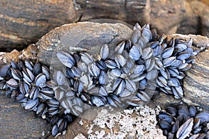 Group of Wild mussels on rock growing naturally on beach rock at low tide