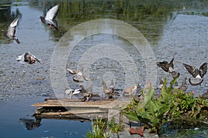 Group of wild pigeons drink fresh water from a river on a wooden footbridge, some birds fly, quiet and peaceful morning