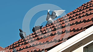 A group of wild pigeons on a tiled filthy roof are cooing and talking to each other against the blue sky , a natural camera shake
