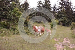 A group of wild ponies at Grayson Highlands State Park, Mouth of Wilson, Virginia