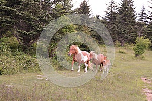 A group of wild ponies at Grayson Highlands State Park, Mouth of Wilson, Virginia