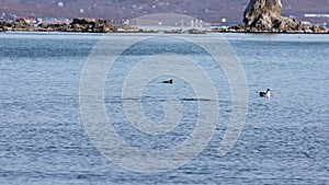 Group of wild seabirds Harlequin ducks Histrionicus histrionicus and seagulls swimming and diving in sea on the blurred rocks