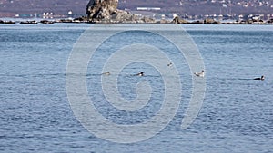 Group of wild seabirds Harlequin ducks Histrionicus histrionicus and seagulls swimming and diving in sea on the blurred rocks