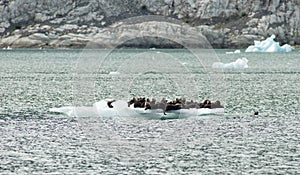 A Group of Wild Seal Lions Huddle Togther on an Iceburg photo