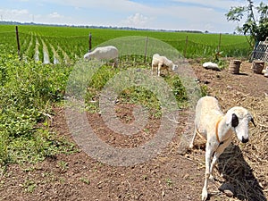 A group of wild sheep eating grass in a field