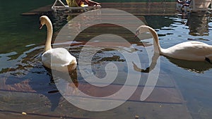 A group of wild swans swimming in a winter lake on a sunset and some ducks on a background.