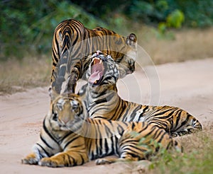 Group of wild tigers on the road. India. Bandhavgarh National Park. Madhya Pradesh.