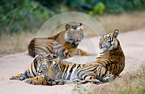 Group of wild tigers on the road. India. Bandhavgarh National Park. Madhya Pradesh.