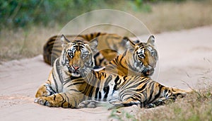 Group of wild tigers on the road. India. Bandhavgarh National Park. Madhya Pradesh.