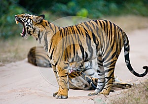 Group of wild tigers on the road. India. Bandhavgarh National Park. Madhya Pradesh.