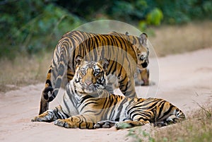 Group of wild tigers on the road. India. Bandhavgarh National Park. Madhya Pradesh.