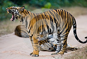 Group of wild tigers on the road. India. Bandhavgarh National Park. Madhya Pradesh.