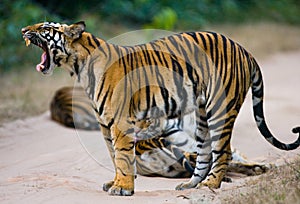 Group of wild tigers on the road. India. Bandhavgarh National Park. Madhya Pradesh. photo