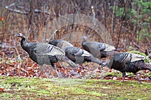 Wild Turkeys Heading Wooded Area