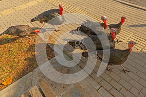 A group of wild turkeys strutting in the spring mating season.