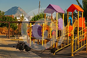 A group of wild turkeys strutting in the spring mating season.