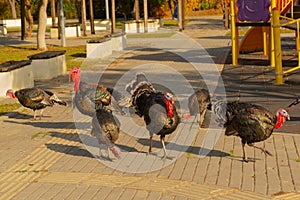 A group of wild turkeys strutting in the spring mating season.