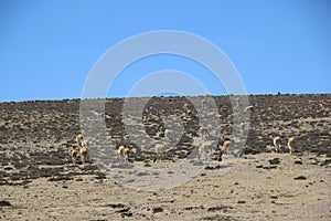 Group of wild vicunas. Somewhere in Bolivia.