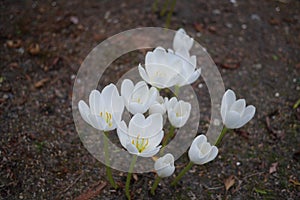 Group of wild White crocus flowers growing in the ground