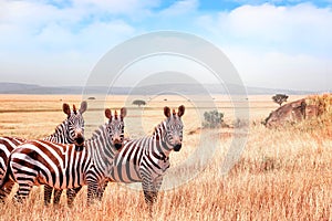 Group of wild zebras in the African savanna against the beautiful blue sky with clouds. Wildlife of Africa. Tanzania.