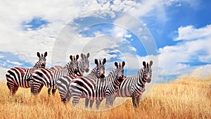 Group of wild zebras in the African savanna against the beautiful blue sky with white clouds. Wildlife of Africa. Tanzania.