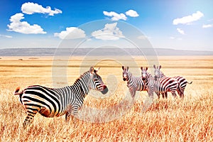Group of wild zebras in the African savanna against the beautiful blue sky with white clouds. Wildlife of Africa. Tanzania. Sereng