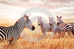 Group of wild zebras in the African savanna against the beautiful sunset. Wildlife of Africa. Tanzania. Serengeti national park. A