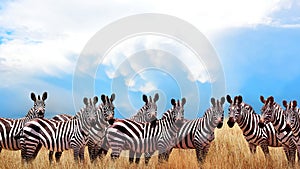 Group of wild zebras in the African savannah against the beautiful blue sky with white clouds. Wildlife of Africa. Tanzania.