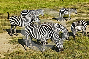 A group of wild zebras calmly graze in the savannah.