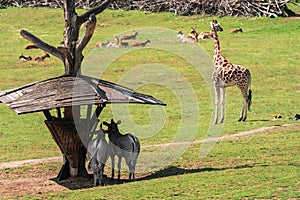 Group of wild zebras and giraffe in the African savanna