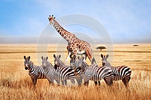 Group of wild zebras and giraffe in the African savanna against the beautiful blue sky with white clouds. Wildlife of Africa.