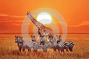 Group of wild zebras and giraffe in the African savanna at sunset. Wildlife of Africa. Tanzania. Serengeti national park.
