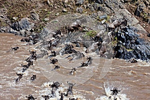 Group of wildebeest crossing the river Mara